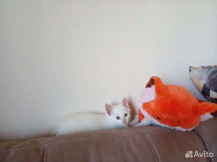 Котик беленький