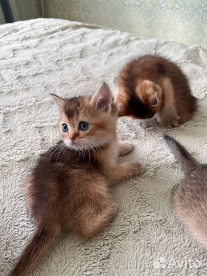 Шотландские котята