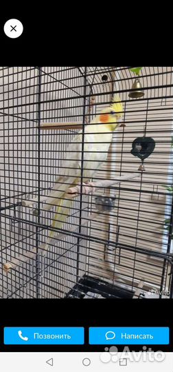 Попугай корелла девочка