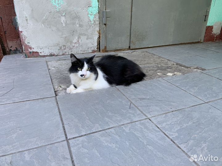 Кошка Матильда, 4 года