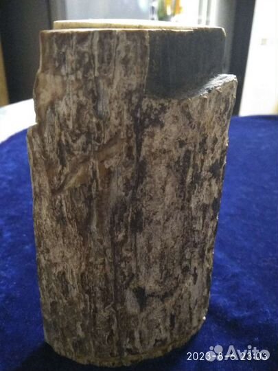 Фрагмент бивня мамонта