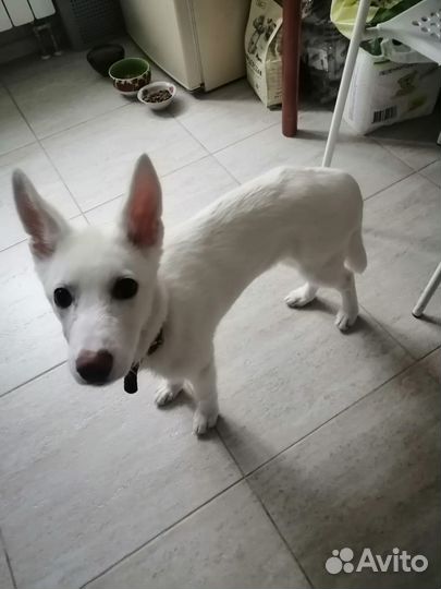 Щенок девочка в добрые руки бесплатно