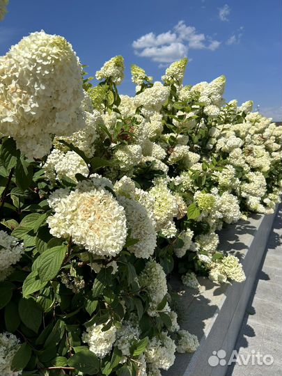 Гортензия метельчатая