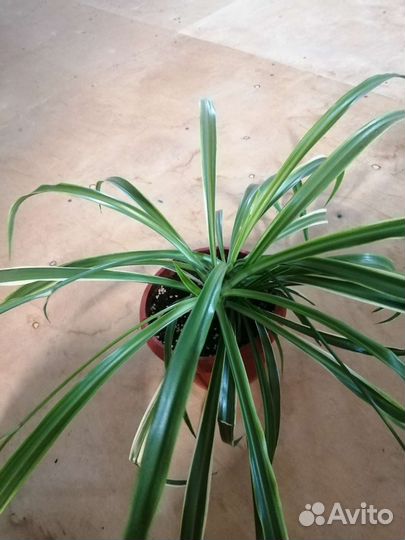 Хлорофитум