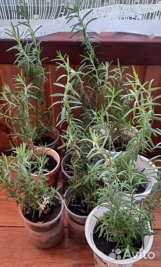 Розмарин саженцы