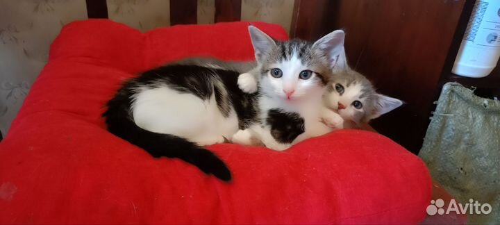 Котята девочки