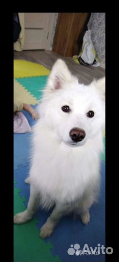 Щенки самоеда
