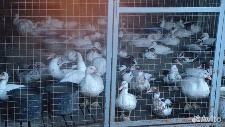 Мускусные утки шипуны красивые