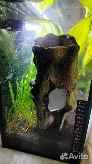 Аквариум с рыбками