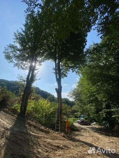 Спил деревьев