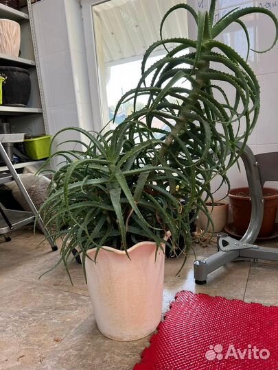 Продам Алое