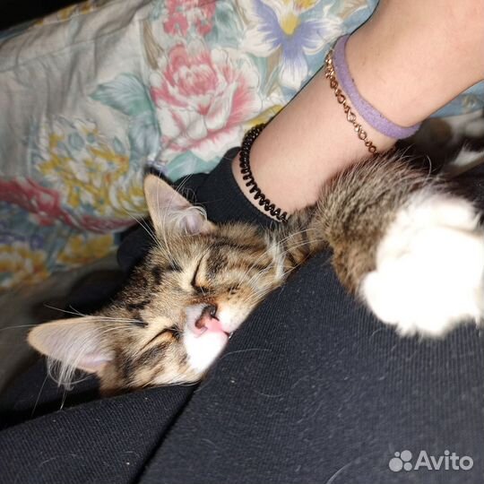 Отдам котёнка в добрые руки