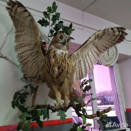 Чучело Совы