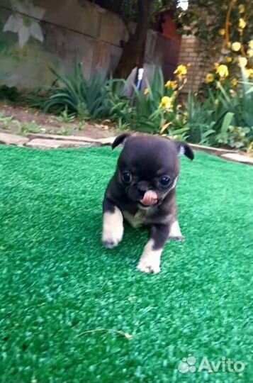 Чихуашка миник