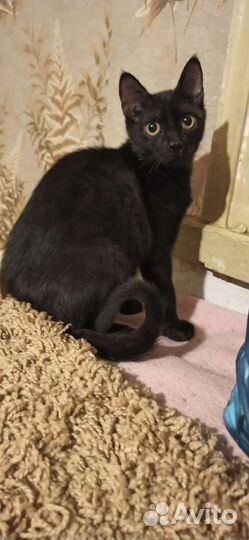 Малыш Лукас ищет дом