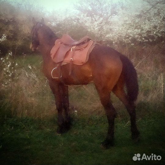 Карачаевский жеребец