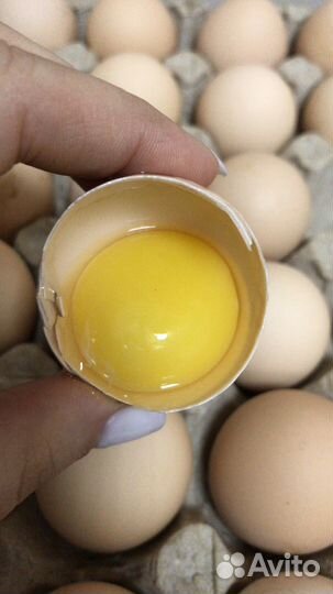 Яйца куринные