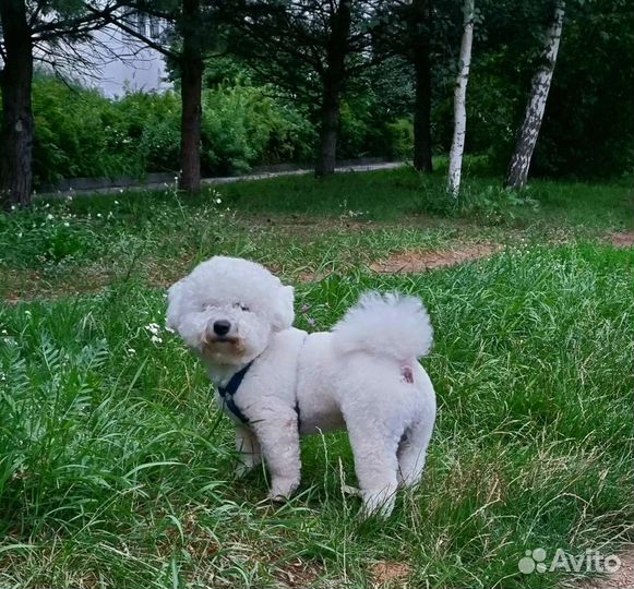 Бишон фризе