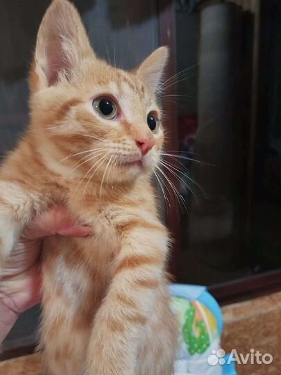 Котенок Шурик