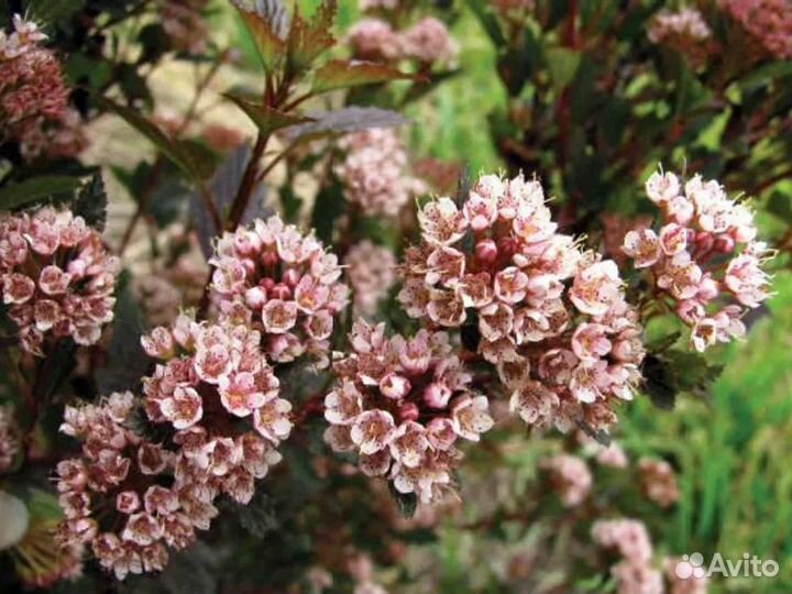 Пузыреплодник