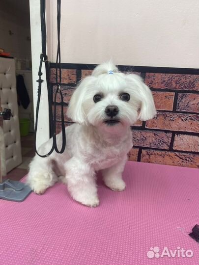 Стрижка собак и кошек,Зоосалон,грумминг,тримминг