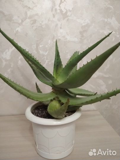 Алоэ большое