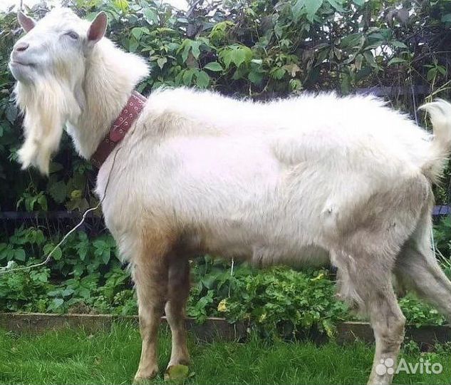 Продам коз