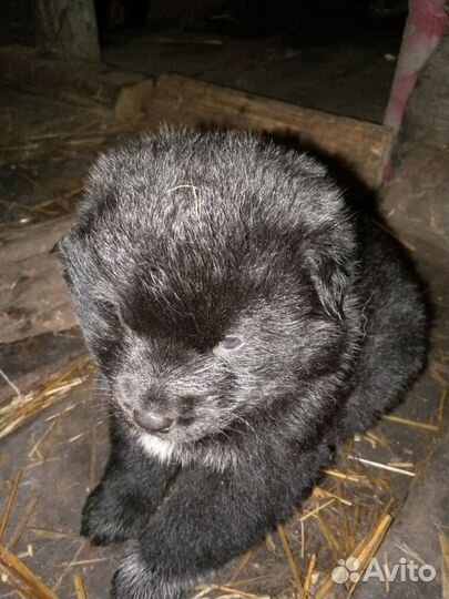 Щенки сибирской хаски мальчики