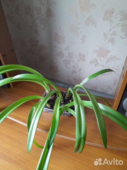 Амарилис, Гипеаструм