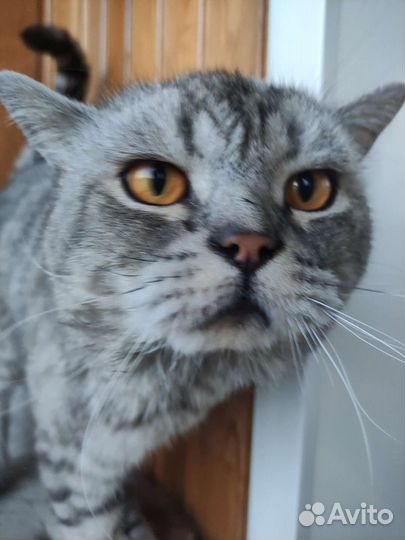 Шотландская