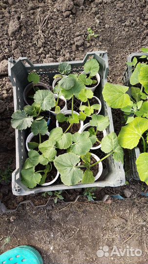 Рассада помидор