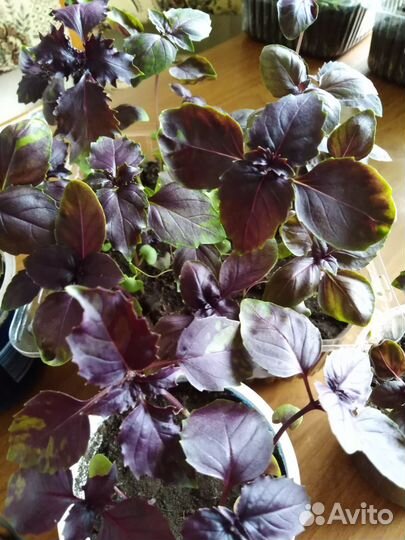 Рассада базилика