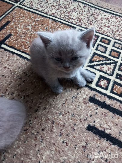 Британские котята