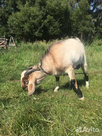 Англо-Нубийский козел