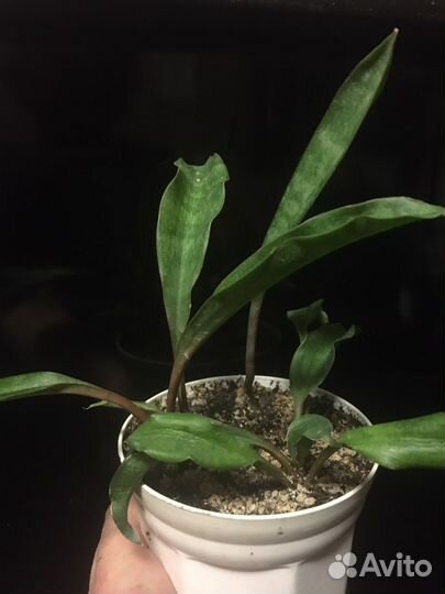 Коллекционные сансевиерии