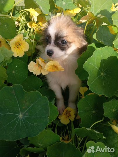 Щенки чихуахуа длинношерстные