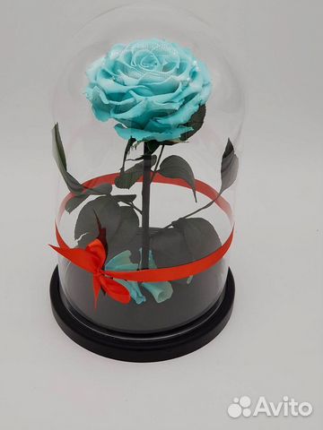 Живая роза в колбе