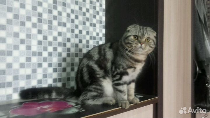 Шикарный вислоухий кот на вязку