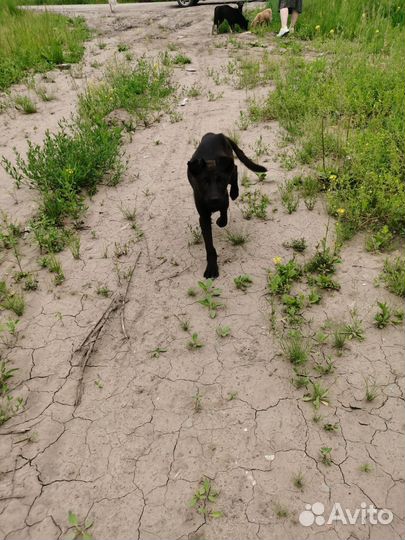 Скелетики с Жилкино ищут дом