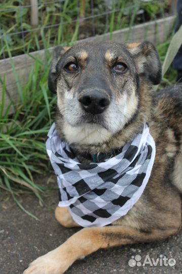 Собака в дар. Не дайте Магде умереть в приюте