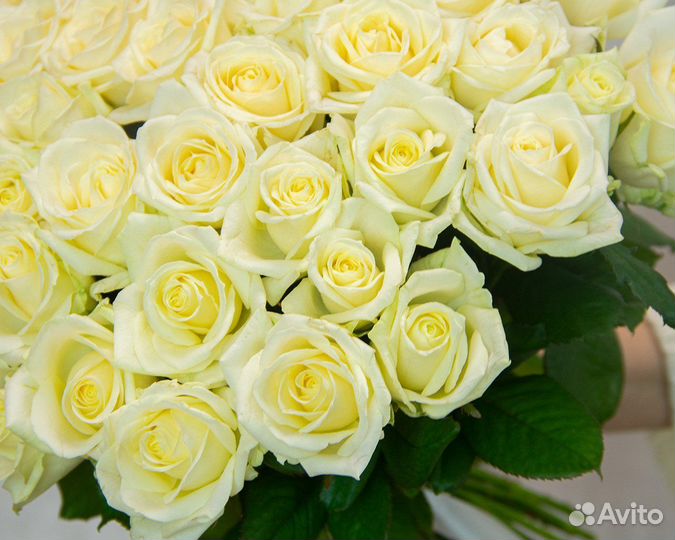 Букет из 51 белой розы 50-60 см (Россия) под ленту
