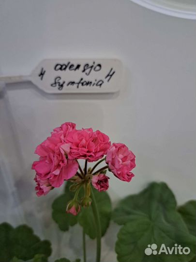 Пеларгония герань сортовая