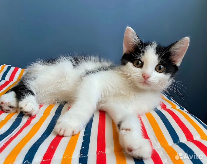 Котёнок мальчик белый 2 месяца