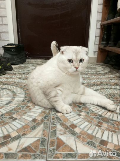 Шотландский кот вязка