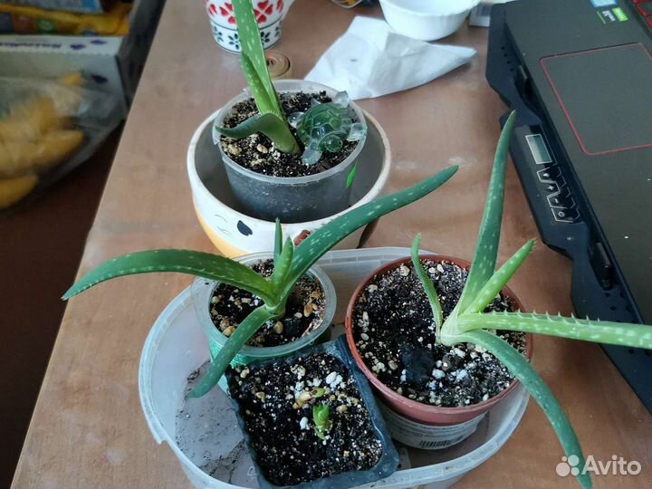 Комнатные растения алоэ