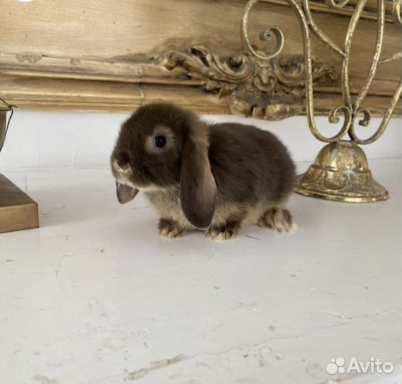 Мини кролики Царские