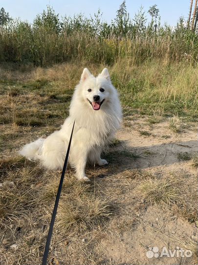 Вязка Японский шпиц