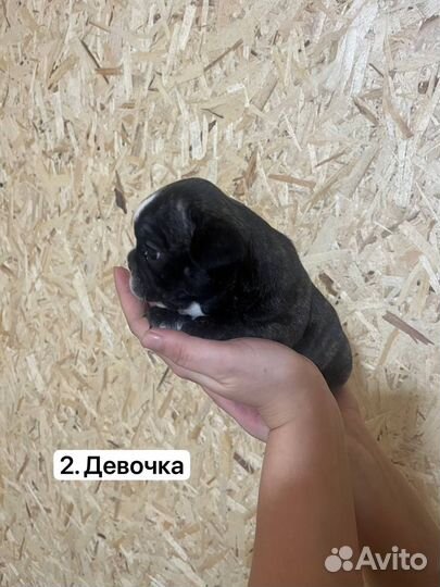 Французский бульдог