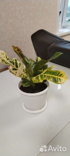 Кротон (кодиеум) экселент