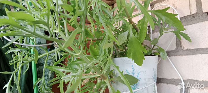 Каланхоэ оленьи рожи комнатные цветы